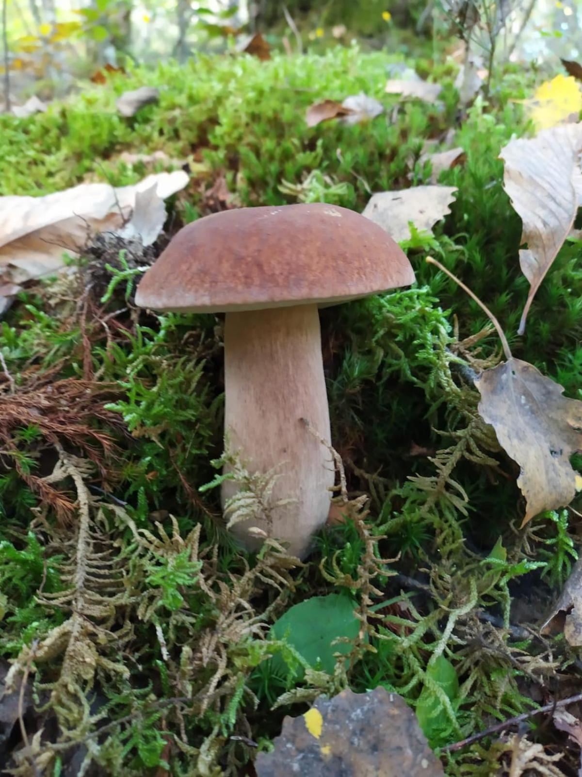 Cetica Il Rifugio Di Vale 빌라 외부 사진